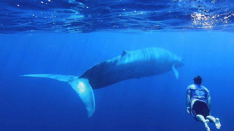 Δελφίνια και φάλαινες φυσητήρες στον κόλπο της Καβάλας