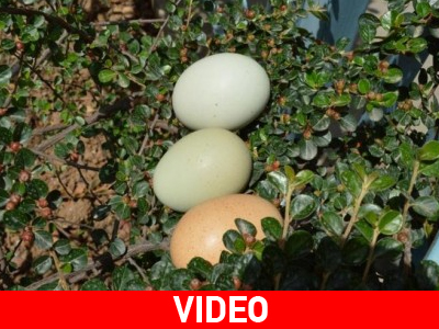 Η κότα με το πράσινο αυγό…