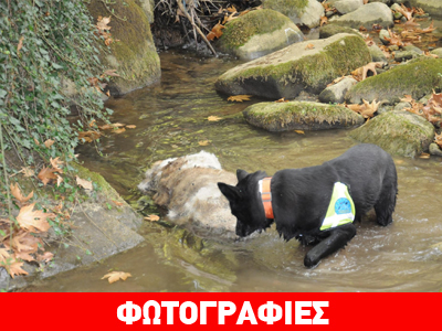 Ομάδα σκύλων ανιχνεύει φόλες στα Τρίκαλα