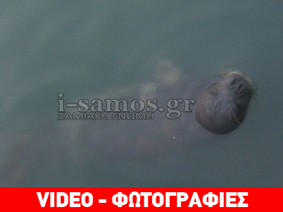 Η Σάμος έχει τη δική της μασκότ!