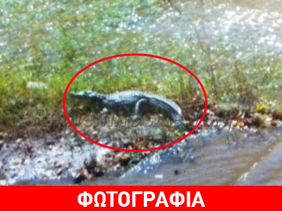 Ο κροκόδειλος που έκοβε βόλτες στο Ρέθυμνο