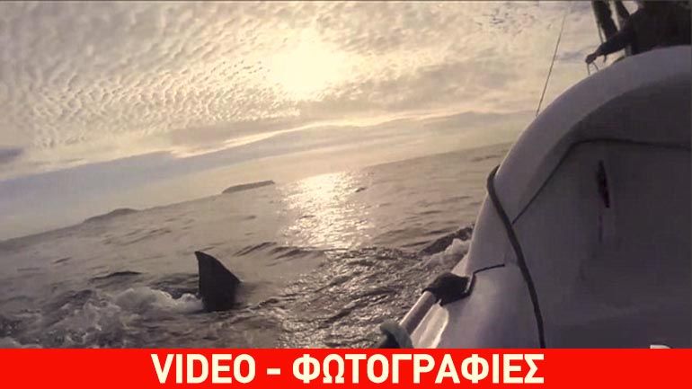 Καρχαρίας επιτίθεται σε βάρκα