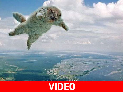 Οι γάτες του… ΠΑΣΟΚ