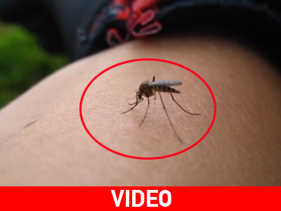 Πώς τα κουνούπια μας πίνουν το αίμα