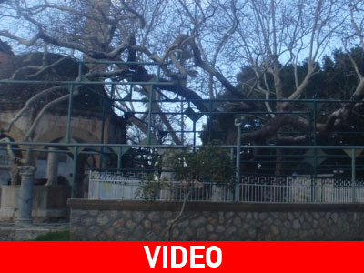 «Λίφτινγκ» στον πλάτανο του Ιπποκράτη