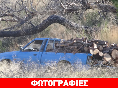 Kόβουν ξύλα παράνομα μέρα-μεσημέρι Kόβουν ξύλα παράνομα μέρα-μεσημέρι