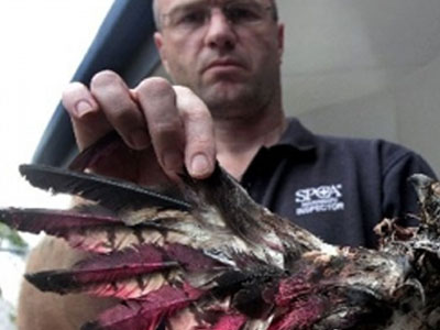 Σπάνιο είδος γερακιού με… ειδική βαφή!