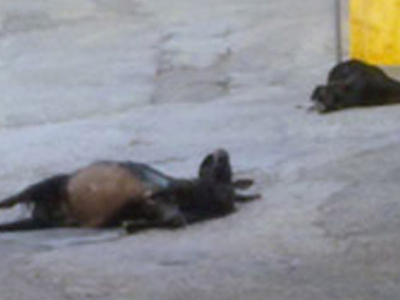 Πεθαίνουν νεογέννητα αμνοερίφια από το κρύο