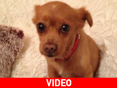 Ο σκύλος που «τραγουδά» το Καφέ της Χαράς