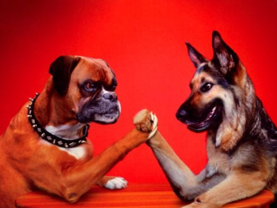 «Σκυλοκαυγάδες » στη Βουλή