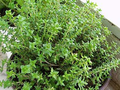 Μαντζουράνα: για την πέψη των λιπιδίων