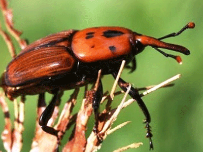 Ανησυχία για το κόκκινο σκαθάρι στα φοινικόδεντρα