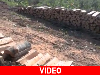 Τα τρακτέρ αλωνίζουν στο δάσος των Σκουριών Τα τρακτέρ αλωνίζουν στο δάσος των Σκουριών