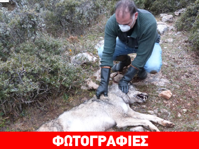 Γέμισαν τον Όλυμπο με δηλητηριασμένα δολώματα