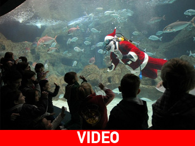 Άγιος Βασίλης και γοργόνα κολυμπούν σε Ενυδρείο!