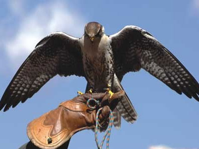 Κάνουν σκοποβολή σε προστατευόμενα είδη πουλιών!