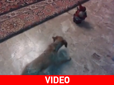 Σκυλάκι κυνηγάει τον… Άγιο Βασίλη!