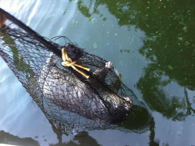 Nεκρή βίδρα στη λίμνη της Καστοριάς