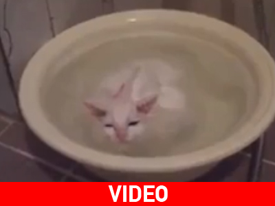 Η… αμφίβια γάτα Η… αμφίβια γάτα