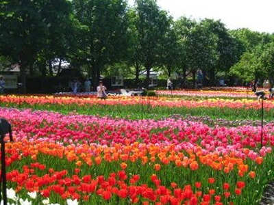 Η πρώτη γιορτή λουλουδιών στο Γύθειο