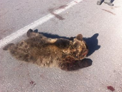 Νεκρό αρκουδάκι στην Εγνατία