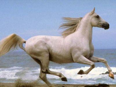 Aνακαλούνται προϊόντα με DNA αλόγου