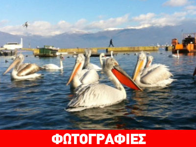 Μεσοχειμωνιάτικες καταμετρήσεις υδρόβιων πουλιών