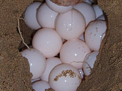 Εντοπίστηκε η πρώτη φωλιά χελώνας για φέτος στη Ζάκυνθο