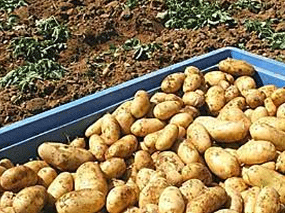 Σε απόγνωση οι πατατοπαραγωγοί στο Αμύνταιο