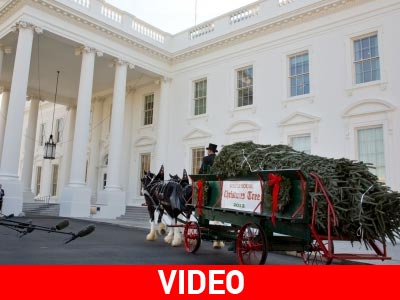 Yποδέχτηκαν το χριστουγεννιάτικο δέντρο στον Λευκό Οίκο