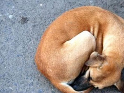 Αμοιβή 3.000 ευρώ για τον δολοφόνο δύο σκύλων