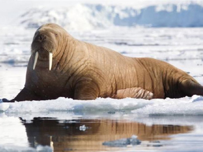 Βρέθηκαν θαλάσσιοι ελέφαντες θετικοί στον Η1Ν1