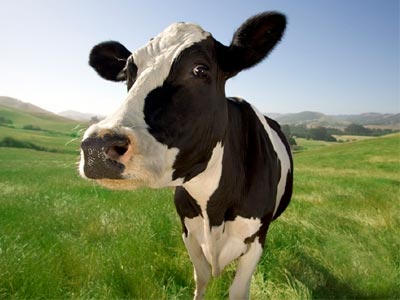 Η αγελάδα… το ‘σκασε από το κρεοπωλείο