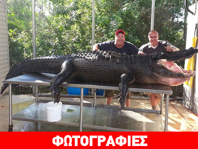Φλόριντα: Έπιασαν αλιγάτορα 350 κιλών με τα…  χέρια τους