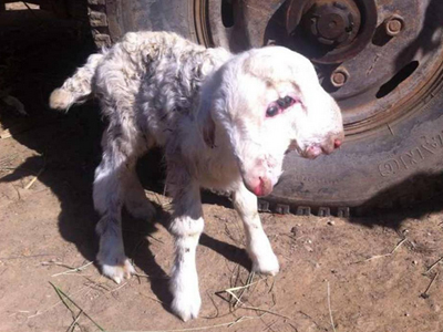 Κίνα: Γεννήθηκε δικέφαλο αρνί