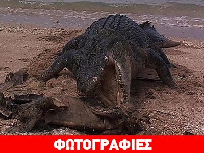 Κροκόδειλος κομματιάζει και καταβροχθίζει θαλάσσια χελώνα