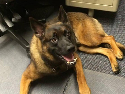 Όρεγκον: Ο σκύλος της Αστυνομίας… απολύθηκε