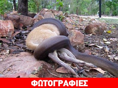 Πύθωνας καταπίνει ολόκληρο καγκουρό