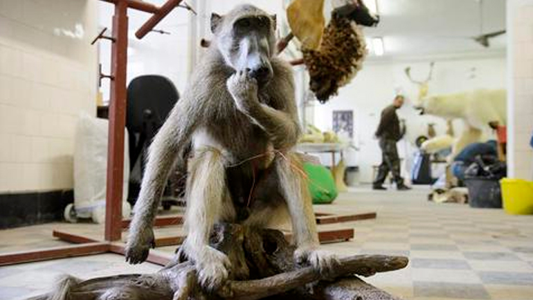 Μπαμπουίνος… δραπέτης αναστατώνει τις αρχές στη Δανία