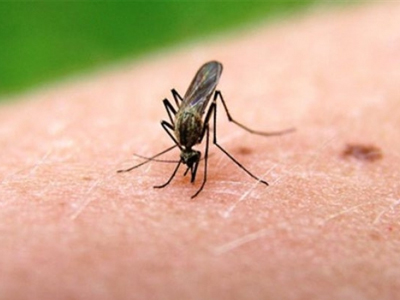 Ηλεία: Δεύτερο κρούσμα του ιού του Δυτικού Νείλου