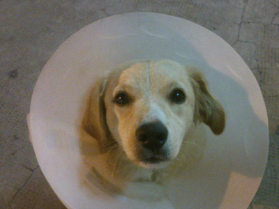 Κρήτη: Έσπασαν το πόδι σκυλίτσας από το ξύλο