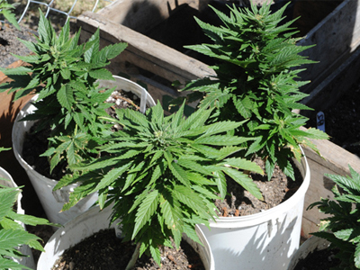 Πενσυλβάνια: Πουλούσε μαριχουάνα για να μαζέψει λεφτά για τα εγγόνια της