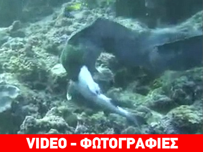 Αυστραλία: Χέλι κατάπιε ολόκληρο καρχαρία