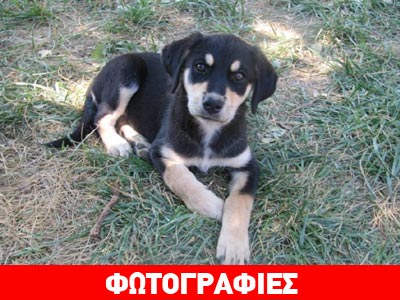 Ζητείται οικογένεια για την γλυκιά Arya