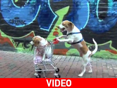 Σκύλος βγάζει κουτάβι… βόλτα!