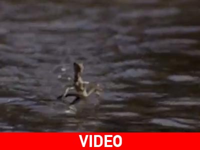 Θαύμα, θαύμα!