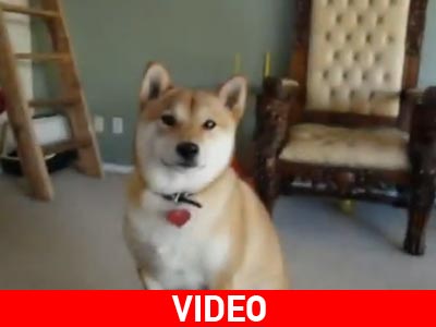 Φοβερή σκυλίτσα!