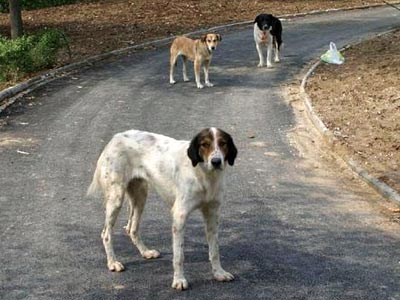 Παγκόσμια Ημέρα Αδέσποτων Ζώων σήμερα