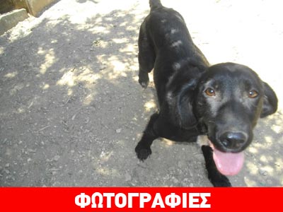 Χαρίζεται η γλυκιά Αμέλια