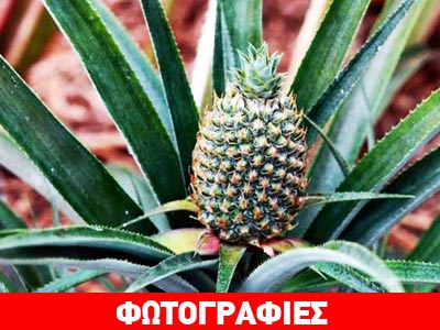 Το ακριβότερο φρούτο στον κόσμο!